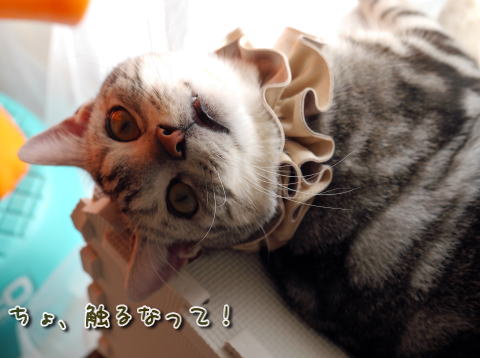 ちょ、触るなって!