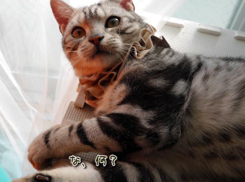 な、何?
